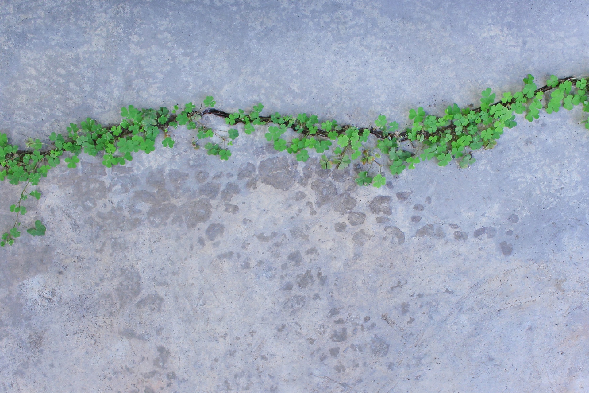 A crack in a concrete patio slab with green weeds growing in the gap.